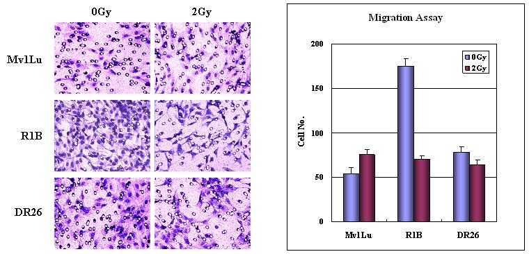 Mv1Lu, R1B, DR26 세포에서의 방사선 조사에 따른 세포 이동성 변화