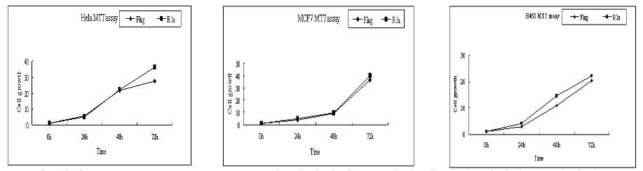 RIa 에 의한 cell growth effect. RIa 의 과발현이 48 시간 후부터 성장을 촉진시킴.