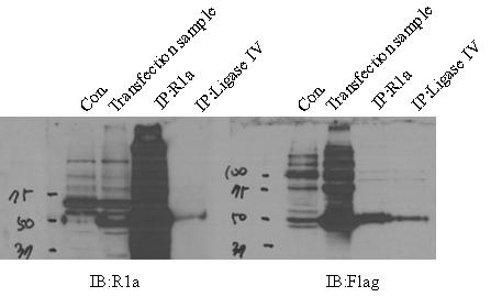 RIa 와 Ligase4 의 결합 상태. RIa와 Flag-ligase4 의 결합을 immunoprecipitation 으로 관찰함. RIa 혹은 FLAG antibody 로 IP를 수행함 .