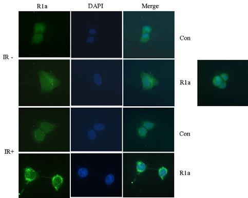 RIa 의 세포 분포. RIa를 특이 항체로 detection 후 세포 핵과 merge 시켜 세포 내의 분포를 관찰함. 또한 방사선 조사 전 후를 비교함. DAPI 로 세포핵을 염색함.