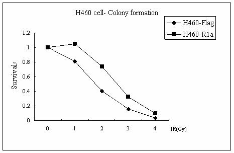 RIa 과발현이 방사선 조사 후 colony formation 에 미치는 영향. Clonogenic assay. RIa 과발현이 세포의 생존을 증가시키는 결과를 나타냄.