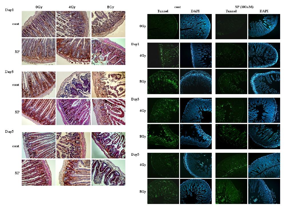 SP에 의한 방사선 유도 손상 장에서의 회복 증가 관찰 - PCNA 염색을 통한 세포 성장 비교 (좌측 pannel) 및 Tunnel assay를 통한 세포사멸 비교 (우측 pannel)