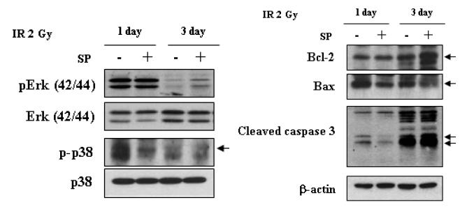 방사선 유도 손상 mouse 골수에서의 SP에 의한 보호 세포 증식 및 세포 사멸에 관여하는 단백질 활성화 비교