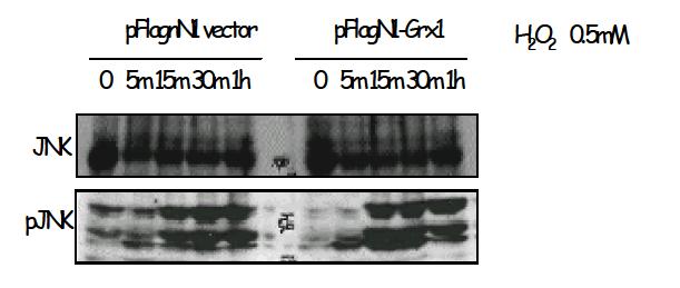 Grx1 과발현 세포에서의 H2O2 처리시 JNK의 활성화 정도 확인.