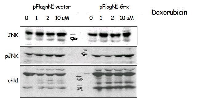 Grx1 과발현 세포주에서 항암제인 Doxorubicin 처리 시 JNK의 활성화와 Chk1의 cleavage 정도 확인.