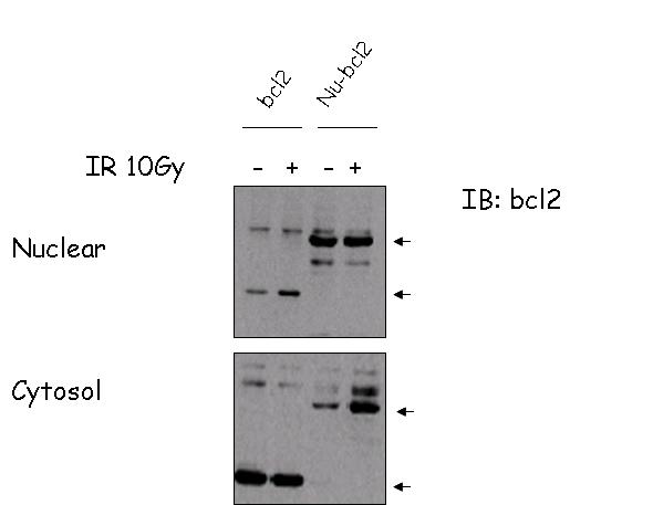 nuclear targeting bcl2 plasmid construct 구축 및 발현 정도 확인