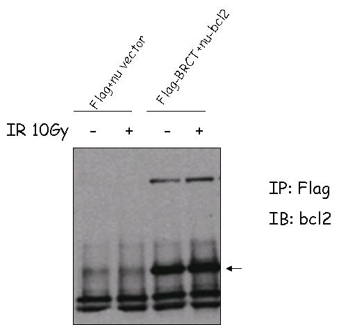 방사선 특이적 신호의 최상위 단백질 MDC1의 BRCT domain 과 핵 속에 위치한 bcl2 의 결합 확인.