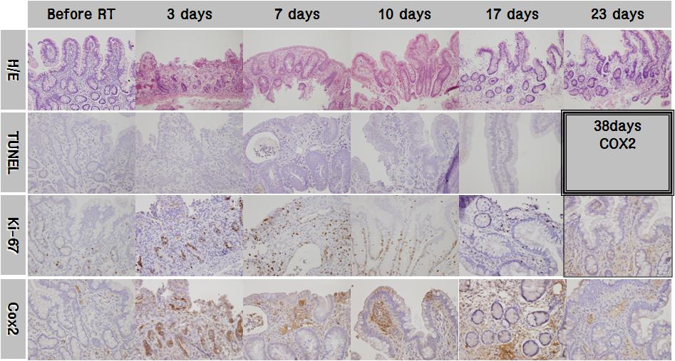 회장 말단부 조직 샘플을 H/E, 면역 염색하여 시간별로 비교 (10Gy)