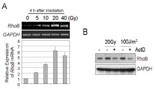 감마선처리후의 RhoB의 mRNA 증가와 전사저해제 Actinomycin 효과 검증