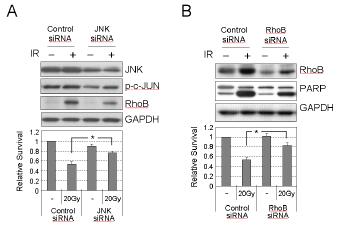 JNK, RhoB 유전자를 특징적으로 silencing 하게 하는 siRNA를 이용한 상호관계 검증