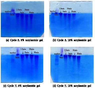 1.2% acrylamide gel과 2% agarose gel을 전기영동 후 gel 이미지