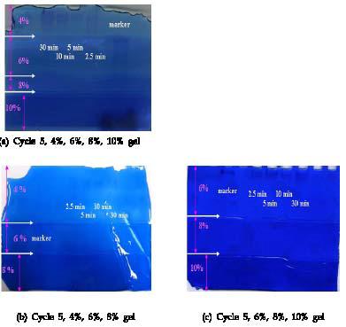 4%, 6%, 8%, 10% polyacrylamide gel을 전기영동 후 gel 이미지