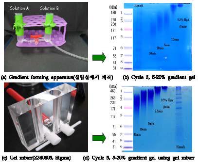 Gradient forming apparatus와 5-20% gradient gel 전기영동 후 gel 결과 이미지