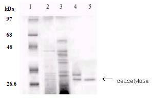 SDS-PAGE of Fractions during purification steps. lane1; Molecular weight standards, lane2; 30% Ammonium sulfate fraction, lane3; Q-Sepharose fractions (Unbound), lane 4; Phenyl-Sepharose fraction, lane5; Sephacryl fraction