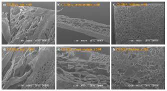 CS-HyA scaffold의 morphology, surface와 cross-section image