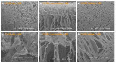 CS-8B scaffold에 hDFs 10일 배양 후의 morphology, surface image