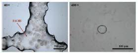 Electrospray-Coacervation/precipitation 방법으로 제조된 키토산 마이크로 입자의 현미경 사진
