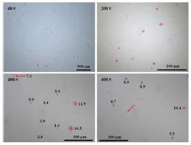 Mechanical stirrer를 이용한 Emulsion-droplet coalescence 방법으로 제조된 키토산 입자의 현미경 사진.(1%키토산, 파라핀 오일 9.5ml)