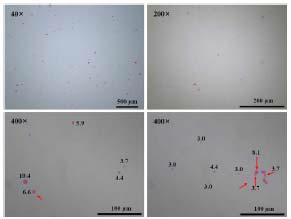 Mechanical stirrer를 이용한 Emulsion-droplet coalescence 방법으로 제조된 키토산 입자의 현미경 사진.(1%키토산, 파라핀 오일 19.5ml)
