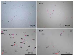 Mechanical stirrer를 이용한 Emulsion-droplet coalescence 방법으로 제조된 키토산 입자의 현미경 사진.(1%키토산, 파라핀 오일 29.5ml)