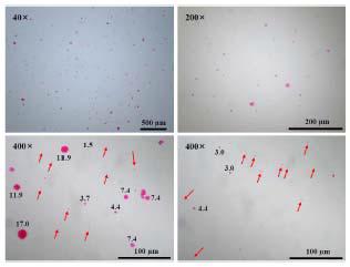 Mechanical stirrer를 이용한 Emulsion-droplet coalescence 방법으로 제조된 키토산 입자의 현미경 사진.(2%키토산, 파라핀 오일 19.5ml)