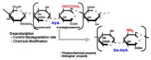 히알루론산의 탈아세틸화반응 개략도