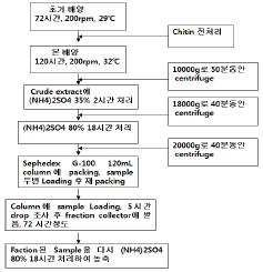 S. brevicaulis(ATCC No 36009)로부터 N-acetyl-D-glucosamine의 deacetylase 분리 개략도