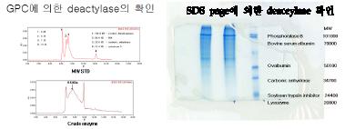 분리된 deacetylase의 분자량 측정