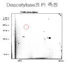 분리된 deacetylase의 PI 값 측정