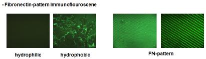 Au-coated wafer 위에 파이브로넥틴의 선택적 부착 확인