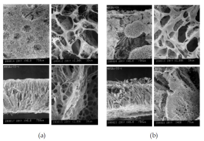 (a) 1% Chitosan+20% Butanol, scaffold SEM image, (b) 1% Chitosan+40% Butanol, scaffold SEM image. 위; 표면 사진, 아래: 단면 사진