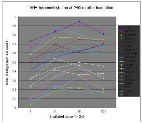 500mGy의 137Cs 감마 방사선 조사 후 240시간 때의 방사선 dose에 따른 hypermethylation 정도 변화