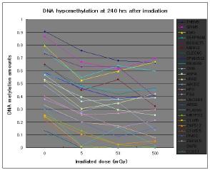 500mGy의 137Cs 감마 방사선 조사 후 240시간 때의 방사선 dose에 따른 hypomethylation 정도 변화