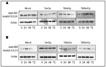 137Cs 감마 방사선 조사 (mock, 5, 50, 500mGy) 후 시간의 경과에 따른 acetylation의 변화. A: 1st experiment, B: 2nd experiment