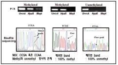 PCR post-enzyme digestion 과 bisulfite Sequencing 을 통한 methylation 변화 재확인