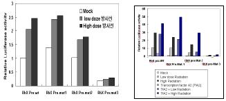 방사선반응 유전자중 RX 에 대한 기전 연구