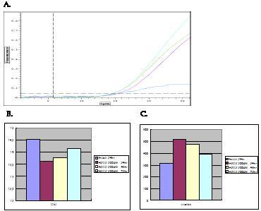 H2O2를 200uM의 농도로 처리한 후 24, 48, 72 시간 때의 total mitochondrial DNA 양 변화. (A) Real time PCR 결과, (B) C(t): Cycle threshold 변화 (C) mitochondrial DNA 양의 변화