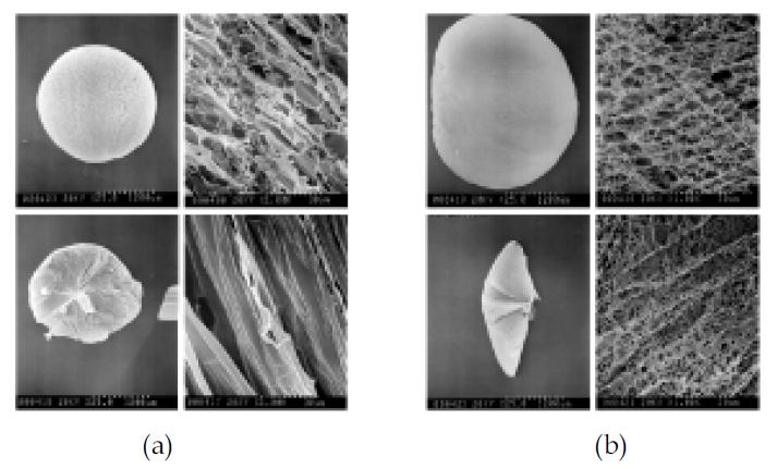 디클로로메탄을 cooling media(-30℃)로 사용하여 제조된 키토산 비드형 지지체의 전자주사현미경 사진; (a) 1% 키토산 (b) 1% 키토산-10% 부탄올; 위: 표면사진, 아래: 단면사진.