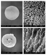 디클로로메탄과 에테르의 혼합용액을 cooling media(-30℃)로 사용하여 제조된 키토산 비드형 지지체의 전자주사현미경 사진(1% 키토산-10% 부탄올).