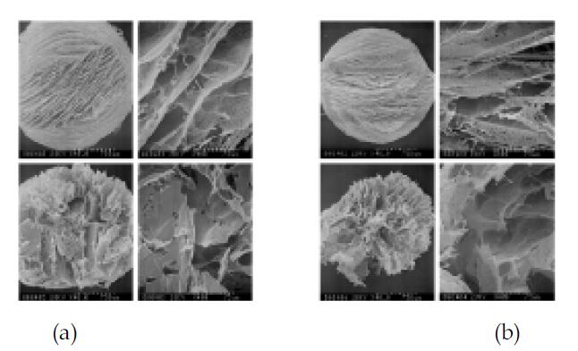 Droplet의 냉각속도를 조절하여 제조된 키토산 비드형 지지체의 전자주사현미경 사진; (a) 1% 키토산 (b) 1% 키토산-10% 부탄올; 위: 표면사진, 아래: 단면사진.