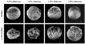 키토산의 농도에 따른 키토산 비드형 지지체의 전자주사현미경 사진(위: 표면사진, 아래: 단면사진).