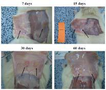 생체내 삽입 후 7, 15, 30, 60일째의 삽입된 키토산 스폰지형 지지체 사진