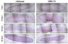 생체 내 삽입 후, 키토산 스폰지형 지지체의 H&E 염색 사진(x40).