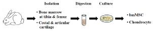 중간엽줄기세포 및 연골세포 추출 모식도.