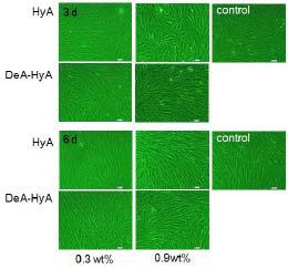 히알루론산의 탈아세틸화에 따른 MSC에 대한 영향(배율; ×100)