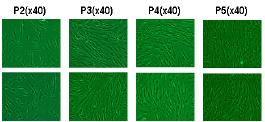 hMSC의 microsope images (p2~p5)