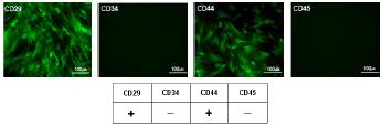 미분화된 상태 hMSC의 immunostainning (P=6)