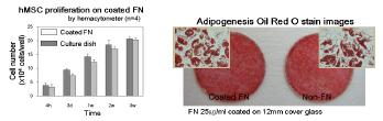 Fibronectin위에서의 hMSC의 proliferation 및 adipogenesis