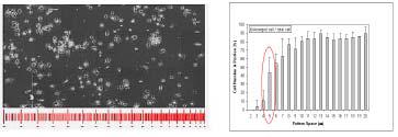 hMSC cell counting on FN-pattern