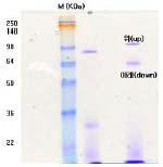 SDS-PAGE (10% acrylamide gel)